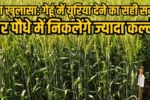 Wheat Farming Tips