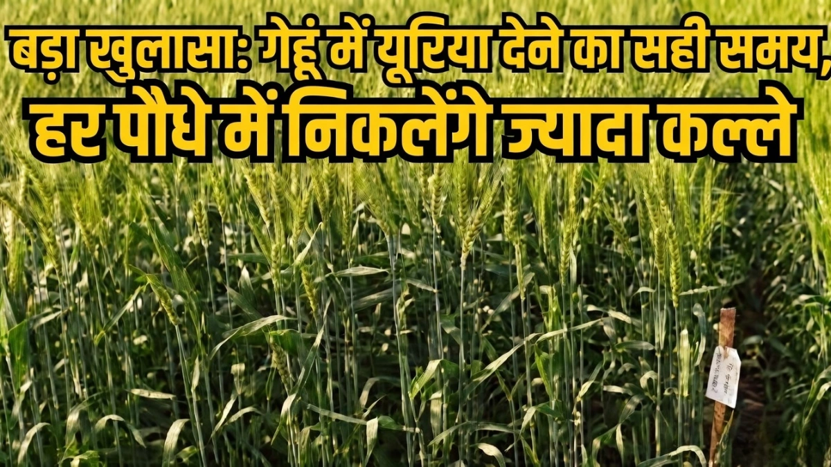 Wheat Farming Tips